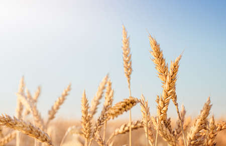golden ears of wheat on a blue sky backgroundの写真素材