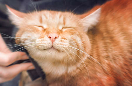 happy ginger cat being combedの写真素材