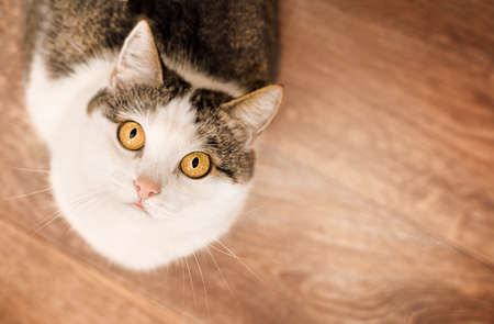 domestic cat close-up looking at the camera, top viewの写真素材