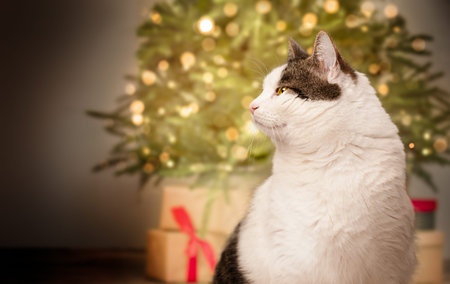 cat on the background of the christmas tree