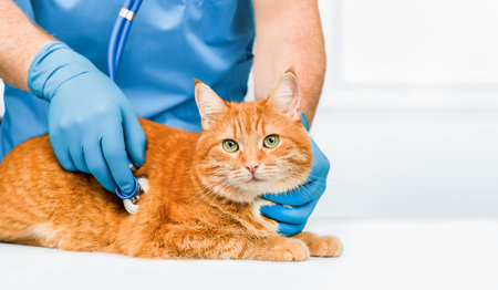veterinarian listens with a fanndoscope to the heart of a ginger cat