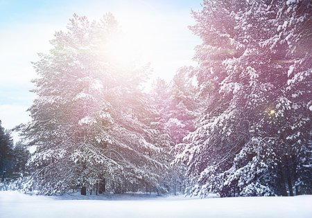 winter snowy trees on a frosty day