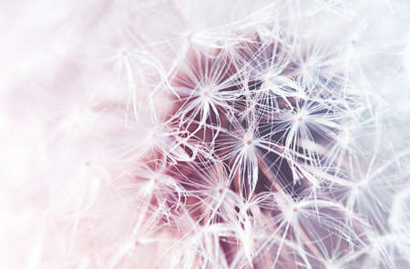 light macro background of dandelion seedsの写真素材