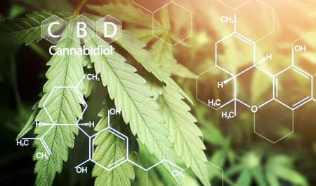cannabis leaf background and chemical structure of cannabinoids CBD and THC.