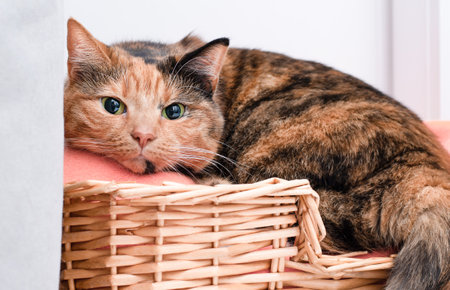 domestic cat lies in a wicker basket and looks at the cameraの写真素材