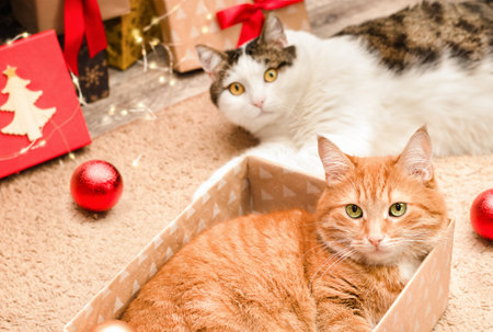 domestic cats lie under the Christmas tree and look at the cameraの写真素材