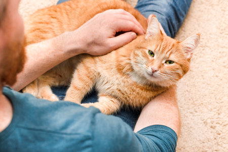 ginger cat lies in a man's arms and looks at the cameraの写真素材