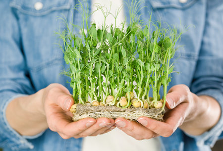 woman holding pea microgreens on a linen seedling mat in her handsの写真素材