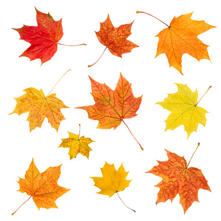 collection from maple autumn leaves on white isolated backgroundの写真素材