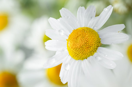 chamomile flower with dew drops on the petalsの写真素材