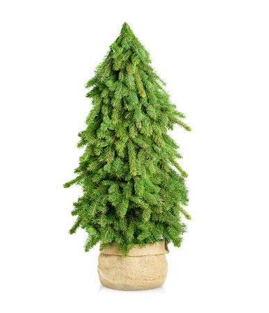 one Christmas tree in a burlap pot on a white isolated backgroundの写真素材