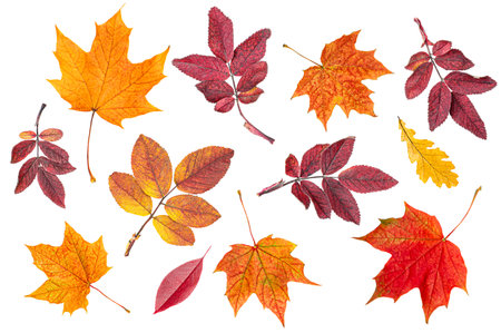 various autumn leaves on a white isolated backgroundの写真素材
