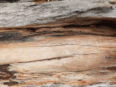 split tree close-up. natural solid wood textureの写真素材