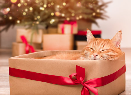 Ginger cat sleeps in a gift box against the background of a Christmas treeの写真素材