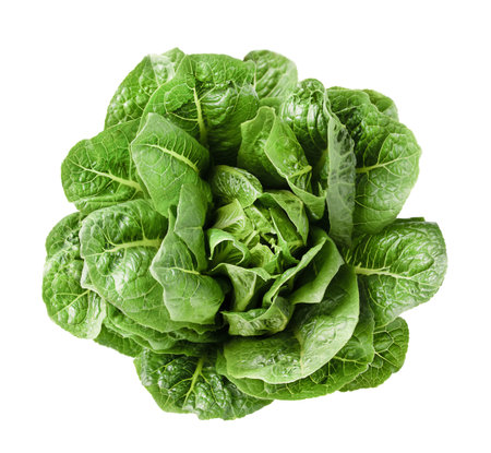 romaine lettuce head on white isolated background, top viewの写真素材