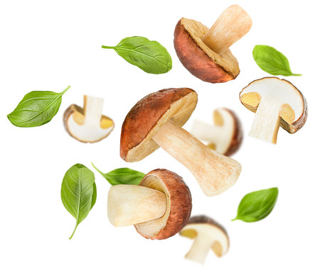 levitation of ceps and basil leaves on a white isolated backgroundの写真素材