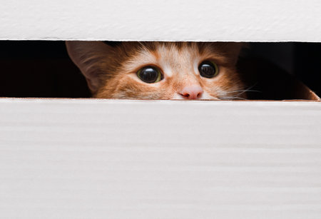 Ginger cat sitting in a box, looking out of itの写真素材