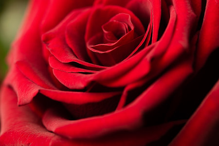 red rose extreme close-up, natural backgroundの写真素材