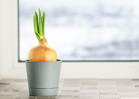 onions growing in a pot on the windowsillの写真素材