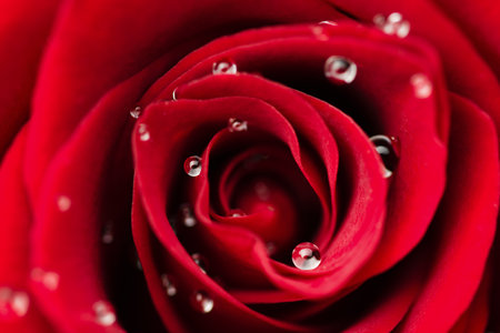 rose bud in dew drops close-up, top viewの写真素材
