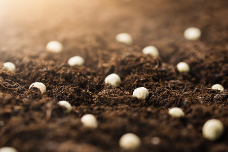 planted pea seeds in the ground, close-upの写真素材