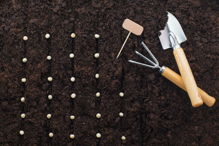 planted seeds in a row and gardening tools on the ground, top viewの写真素材