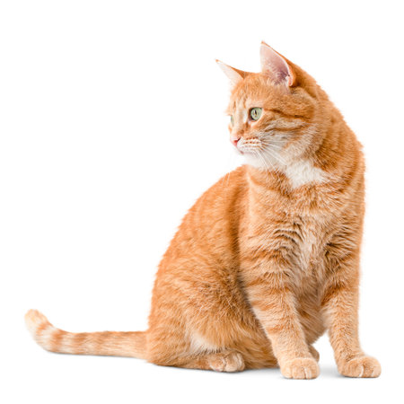 ginger cat sits and looks away, on a white isolated backgroundの写真素材