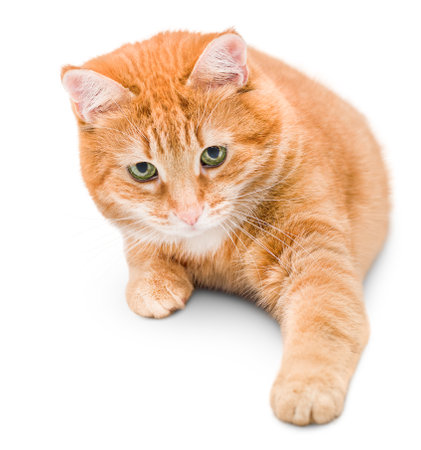 Ginger cat lies and stretches his paw forward, on a white isolated backgroundの写真素材