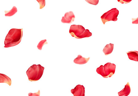 many falling flower petals on isolated white backgroundの写真素材