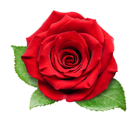 one rose bud with leaves top view, on a white isolated backgroundの写真素材