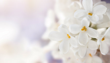 natural background with white small cherry flowersの写真素材