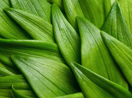 natural background of fresh green leavesの写真素材