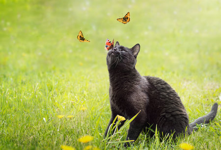 black cat plays with butterflies on the green lawnの写真素材