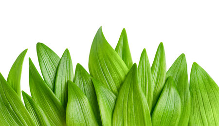 green leaves in a row on a white isolated backgroundの写真素材