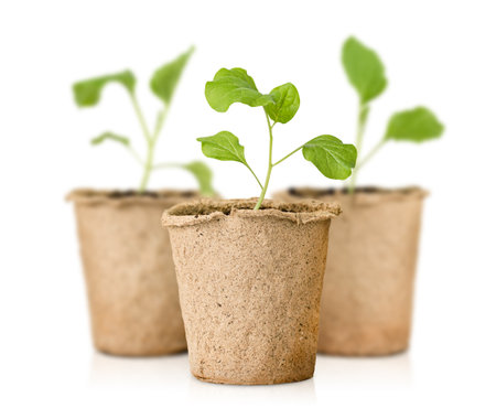 three peat pots with sprouts on a white isolated backgroundの写真素材
