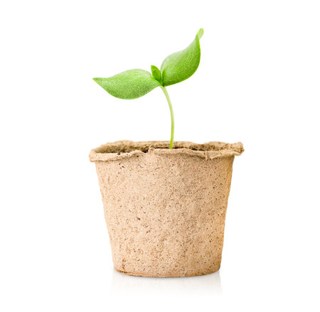 one peat pot with sprout on white isolated backgroundの写真素材