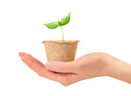 female hand holding a peat pot with a sprout on a white isolated backgroundの写真素材