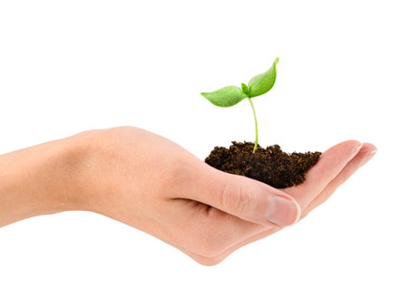 young sprout with a handful of earth in a female hand on a white isolated backgroundの写真素材