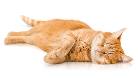 ginger cat sleeps lying on its side on an isolated white backgroundの写真素材