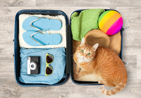 ginger cat lies in a suitcase with things and looks at the camera, top viewの写真素材