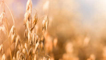 ears of golden oats in a field, close-upの写真素材