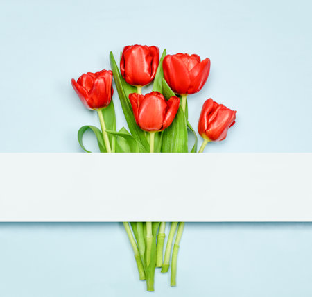 composition of red tulips with white copy spaceの写真素材