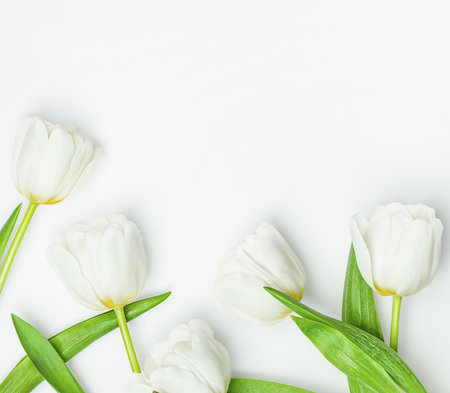 white tulips on a light backgroundの写真素材