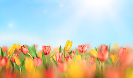 field of red and yellow tulips on a clear sunny dayの写真素材