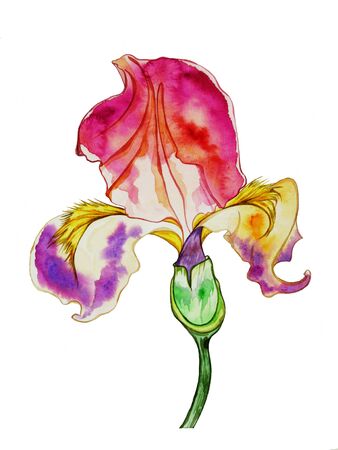Iris hand drawing with watercolor on a white backgroundのeditorial素材