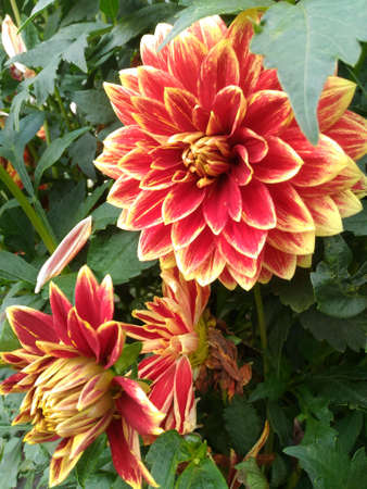 red dahlia flowerの写真素材