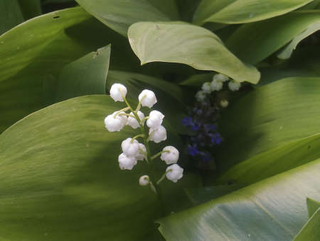 blooming lilies of the valley on a sunny spring day in the gardenの写真素材