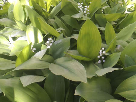 blooming lilies of the valley on a sunny spring day in the gardenの写真素材