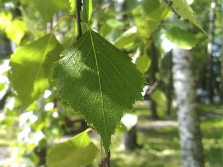 young green birch leaf on a sunny spring dayの写真素材