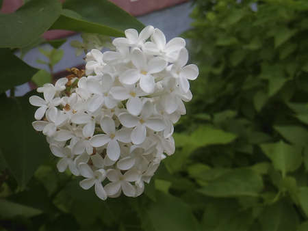white blossoming lilac on a sunny day in the parkの写真素材